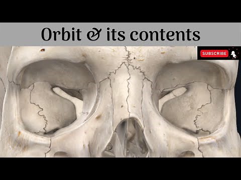 Orbit | Boundaries | Fissures and Foramina | Relations | Contents #Anatomy #mbbs #education