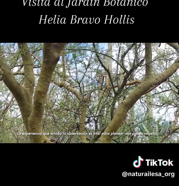 Explorando el Jardín Botánico Helia Bravo Hollis