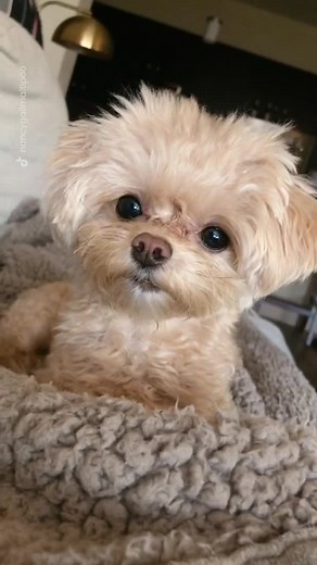 Nancy Gail Maltipoo Funny Dog Videos