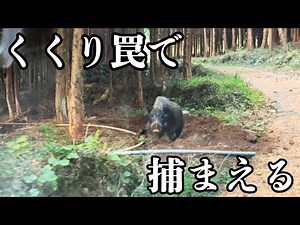久しぶりに良型サイズのイノシシを捕獲しました！
