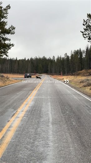 Hannah Rheaume on Instagram: "Watching wolves successfully hunt prey that’s 5-8x larger than them is nothing short of incredible. And at the edge of winter, sustenance is of top priority. #natgeoanimals #natgeoyourshot #sonyalpha"