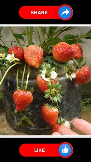 423K views · 3.9K reactions | Strawberries 﫶 | Small Vegetable Garden | Facebook