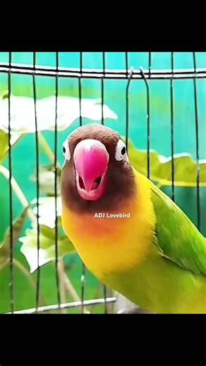Burung Lovebird Ngekek Panjang