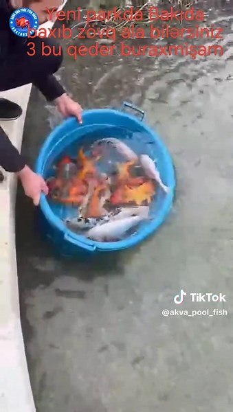 Koi balıqlarmız👍🐟🐠koi fishgoldfish #oranda #guppy fish#mollyfish#akvarium #fypシ #kəşfettt#qizil balıq#koifis #pondfish#balıq#fyp