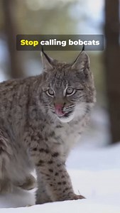 8K reactions · 446 shares | Canadian Lynx!! | Fairly Odd Facts | Facebook