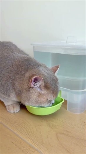 Stop Buying Expensive Cat Fountains This Simple Hack Works Better #CatHacks #PetTips