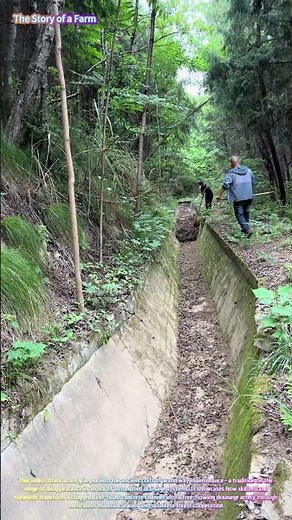 Watch Workers Clear a Mountain Drainage Ditch with Hoes and Rakes! 🌲🛠️↓