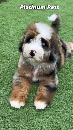 Could Rookie be any more beautiful? Sable Merle mini with blue eyes 💙 He’s from Major and Dani. #minibernedoodle #bernedoodle #minibernedoodlebreeder #puppy #bernedoodlebreeder #bernedoodlesofinstagram #bernedoodlepuppy #puppyoftheday #puppylove #bernedoodles #miniaustralianmountaindoodle #miniaussiedoodle #sablemerle | Platinum Bernedoodles of Texas