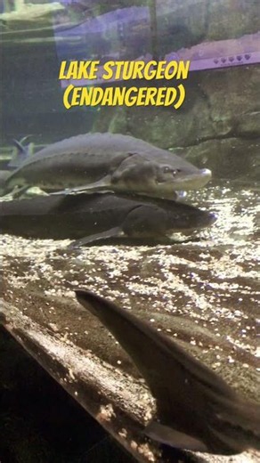 Lake sturgeon (endangered) at the Tennessee Aquarium