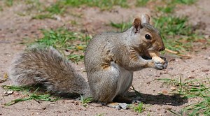 How Do Squirrels Eat | Fun In The Yard