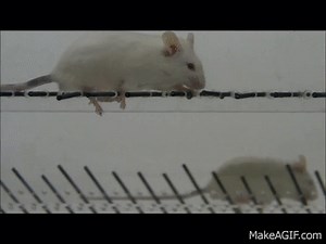 Ladder Rung Test on Make a GIF