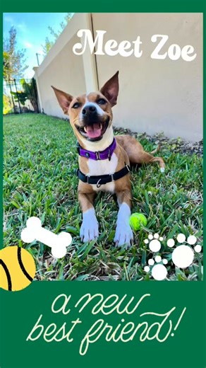 Lux Boutique on Instagram: "Well it’s official, you can add me to the foster fail list & couldnt be happier about it ￼🥰 Everyone meet Zoe (Greek for life). She gave 7 puppies life recently and now it’s time for her to live her life.￼ Took her out for the first time last Sunday, went back first thing Mond￼ay to foster her for a few days & now she’s in her furever home ❤️ 4 yrs old, 30 lbs & so sweet! She’s been great with other dogs and people. Sleeps through the night in her own bed, house trai