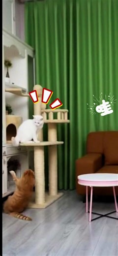 尷尬的瞬間#funnyvideos #貓 #萌寵 #cat