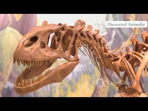 Deadliest Dinosaurs That Ever Lived | Discovered Animalia