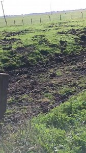 10M views · 81K reactions | Is it a pig or is it a sheep? Lynda Barlow has shared footage of a couple of “sheepy pigs” she spotted on a roadside in Kent, England. The Mangalica breed of pig is native to Hungary and grows a thick coat similar to that of a sheep. Lynda found them “gorgeous” and they certainly appeared to appreciate having their woolly coats stroked. Video: Lynda Barlow via storyful | The Weekly Times | Facebook
