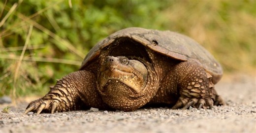 Meet 12 Mississippi River Animals You Should Know Before You Go