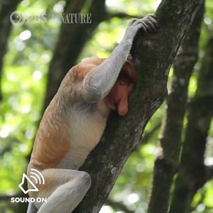 22K views · 721 reactions | Why does the proboscis monkey have such a large nose? | Nature | PBS | Facebook