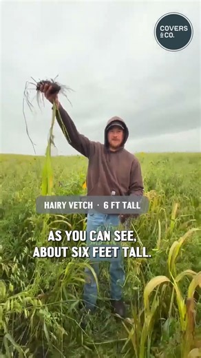 The legumes in this blend are pulling double duty - hairy vetch and peas thick with nodulation