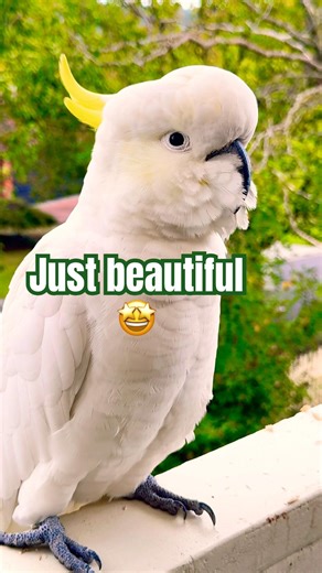 WILD COCKATOOS Just stole my heart! #cockatoo #birds #wholesome