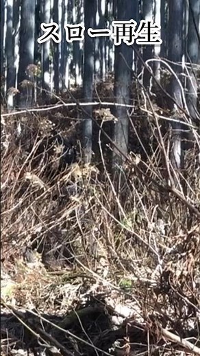 エアソフトで狙撃！切り抜きズーム【元軍人】#sniper #sniping #shooting #veteran #射撃