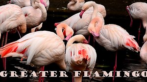 Greater flamingo