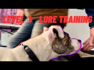 The first step to getting your dogs attention consistently; Dog training: Lure Skills Lesson 1