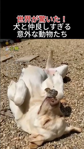 世界が驚いた犬の意外な友達 #動物 #感動 #友情