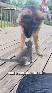 Small but mighty! 😹🐕😍 | Fur Family