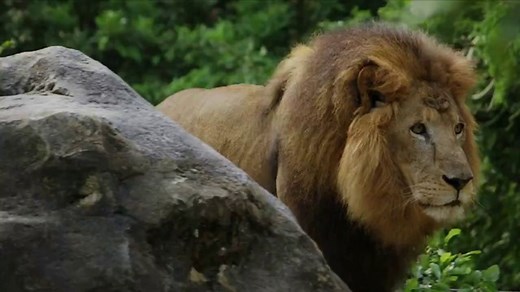 Busch Gardens 4th of July Sale TV Spot, 'Save Up to 30%'