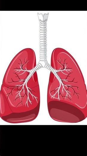 These Vital Organs Keep You Alive#vitalorgan#humanbody