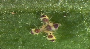 Life In The Undergrowth - Springtail Dance (music by David Poore)