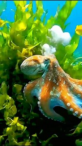 BEAUTIFUL orange octopus! #octopus #octo #sealife #jaysdivingtv #explorepage #fyp #diving #reels #sealife #ocean | Jay’s Diving Tv