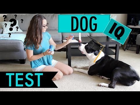 Testing My Dog's Intelligence - DOG IQ TEST!