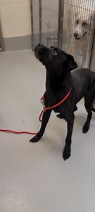 Update: Direct adopted 🚨 SKINNY GM02 FINAL DEADLINE TOMORROW 7/26 OR EUTHANIZED🚨 Located @Wichita, KS Animal Shelter (NOT in the care of Beauties & Beasts Rescue) This sweet gentleman is running out of time! With a final deadline of 7/26, if a direct adopter or rescue doesn't step up by close of business tomorrow he will be euthanized! He does not deserve that! He is such a happy guy, he needs some groceries and a safe place to land. Will you be the one to save his life!? Previous post: https: