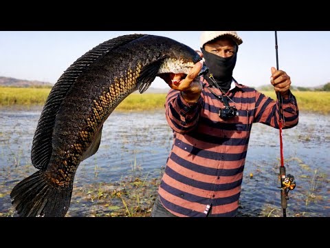 मछली पकड़ने के वीडियो | fish Attack | big fish catching videos | fishing videos