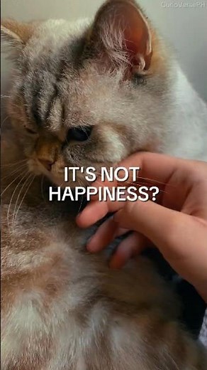 What Does Your Cat's Purr Mean?