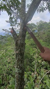 Pruning a double Y-shaped suren tree that is at most 3 meters high 😁😁😁 #pruner #tukangngarit #fyp #sobatngarit #reeeeellllll | Dono Bae
