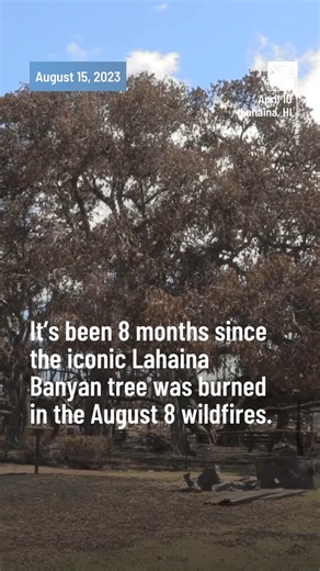 WATCH: Eight months after fires tore through Lahaina, there’s new hope for the town's iconic banyan tree. Experts said while the 150-year-old tree still faces challenges, it's showing signs of growth. MORE: https://buff.ly/3VTmxCn #HINews #HNN | Hawaii News Now