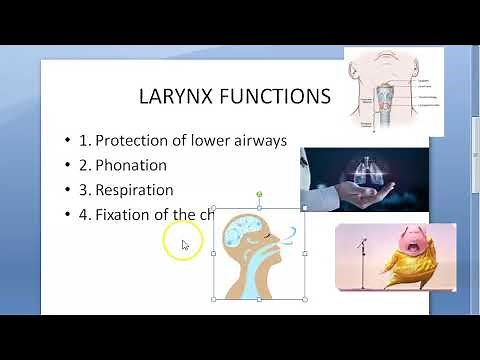 ENT 338 a Functions of Larynx voice box importance Physiology function what does it do