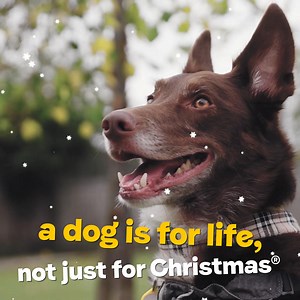 Give a dog the gift of comfort and love this Christmas. 🎄🐾 Donate today. | Dogs Trust
