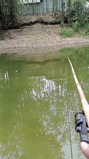 Close-Up Tilapia Fishing – Amazing Hook Catch Moment!