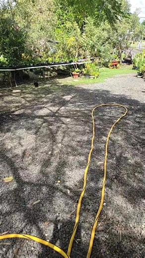 MASTER CLASS ELEMENTO A G U A IMPORTANTE SI YA HAY SOL Y LA ORWUIDEA ESTA AL SOL NO REGAR...SE RIEGA TEMPRANO ANTES QUE EL SOL LES DE O YA EN LA PUESTA DEL SOL QUE NO LES ESTE DANDO. GRACIAS | HOPE ORCHIDS