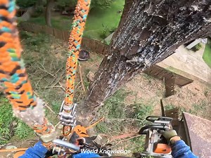 World Knowledge on Reels