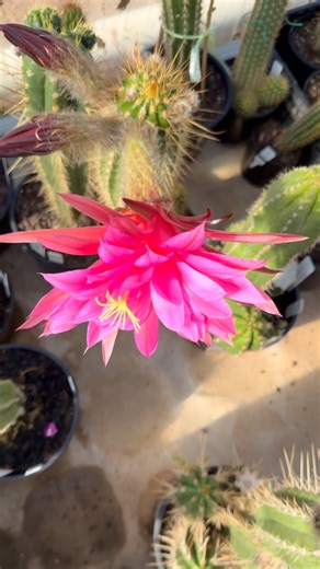 Pink Camarguensis. #cactus #flowers 🌸🌕💗 #photography #ofourplants #Love #🌵#homegrown #landscaped #inground #inpots #cactusgardens #collecting30plusyears #shorts #colours #çiçek 🌺🧡 #kaktüs #Ferah #Gülen #Sisters #Melbourne #Australia 🌵🧿🌏☀️ 🐝 | Ferah & Gulen