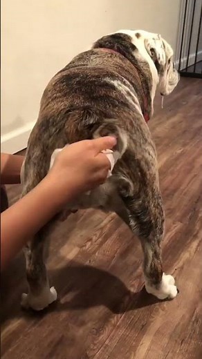 HOW TO CLEAN YOUR DOGS BUTT- EASY HACK!! #doggieshorts #englishbulldog
