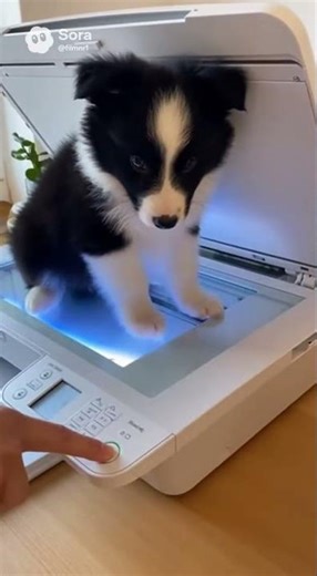 Infinite Border Collie 🖨️🐶 | Copy Machine Chaos