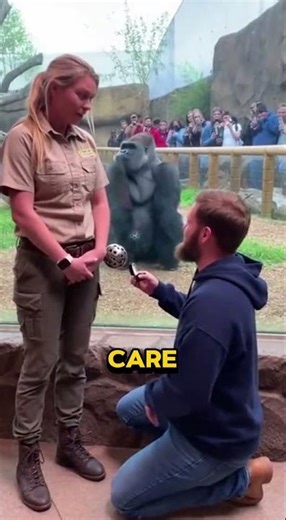 Gorilla Breaks Bro Code During Proposal 💍😱 #shorts