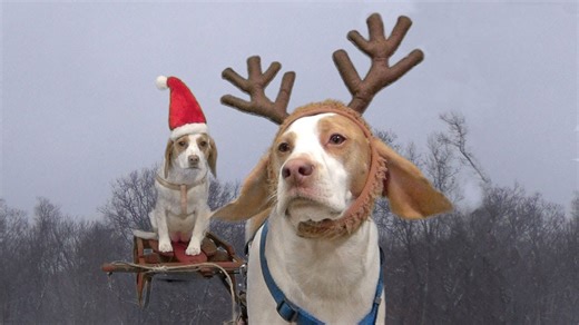 Christmas chaos erupts when dogs take over the house