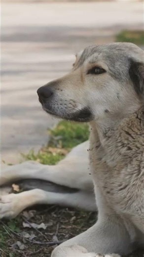 Heartwarming Stray Dog Reunions!