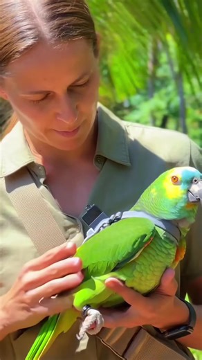 Parrot's Perspective: A Unique Camera Experience